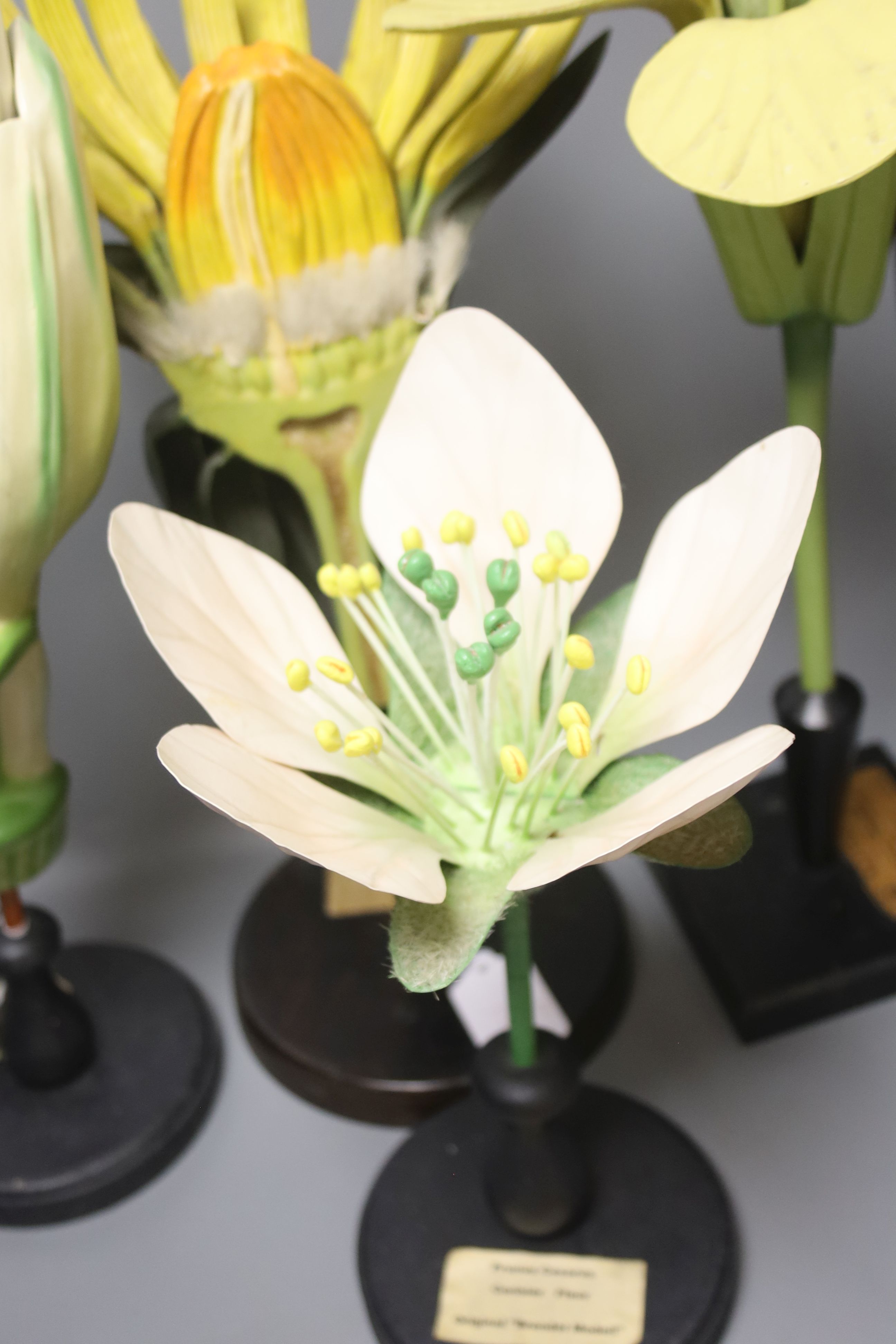 A Group of four 20th century German Brendel botanical specimen / teaching models, assembling models to include Lilium Candidum Lys Fleur, Brassica Cruciferae, Prunus Cesarus and one other, the tallest 51cm high.